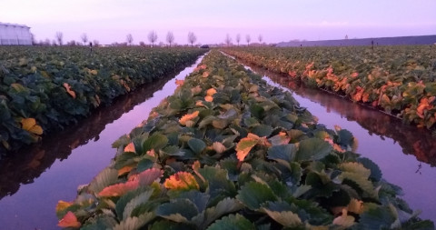 trayveld van aardbeien