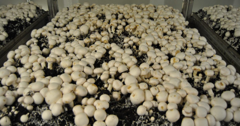 champignons met ginger blotch symptomen