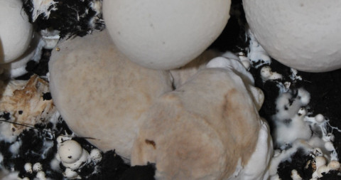 droge mol champignonziekte