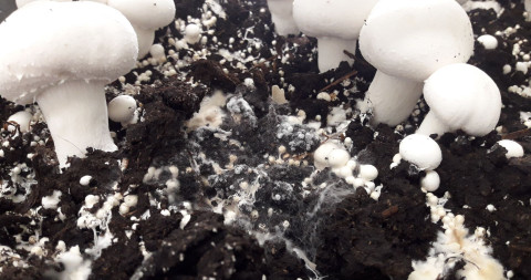 symptomen spinnenwebschimmel champignon