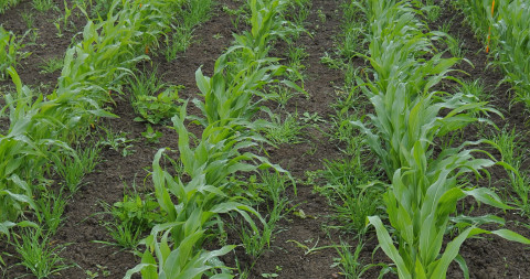 Gerst tussen mais als lokplant ritnaalden