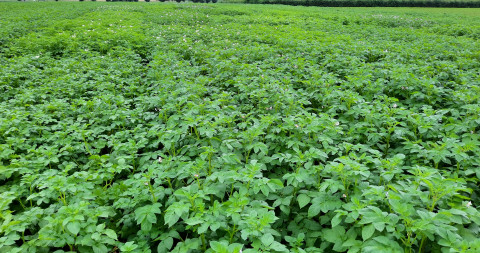 Rassen aardappel