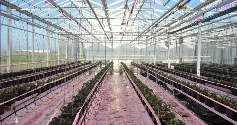 Aardbei Assimilatiebelichting