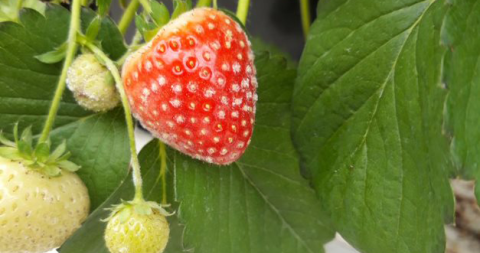 Aardbei met witziekte