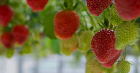 Bio_aardbei