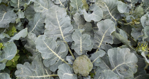broccoli scherm