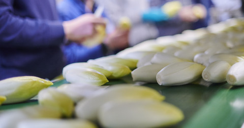 Witloof marktklaar maken