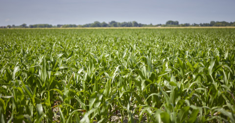 Mais veld