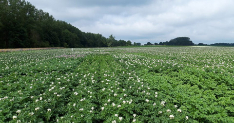 foto rassenproef aardappelen