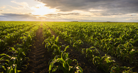 Jonge mais in veld bij valavond