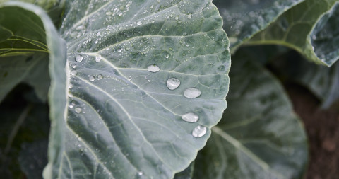 Kolenblad met druppels water