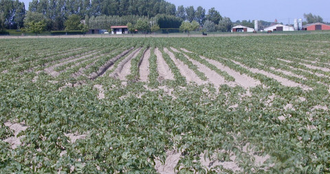 Valplek in aardappelen door P. penetrans aantasting