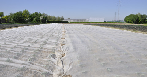 Afdekking in koolgewassen