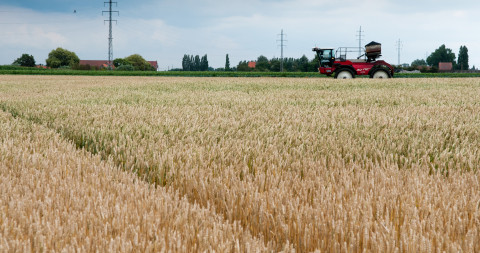 Graanveld