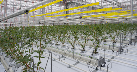 Agrotopia hydrocultuur tomaat