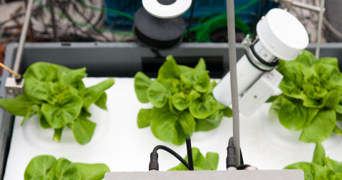 Onderzoek sla Agrotopia