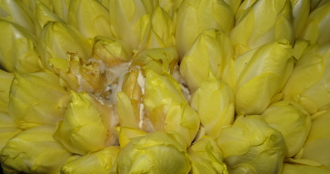 Slerotnia schimmelplus in de witloofforcerie
