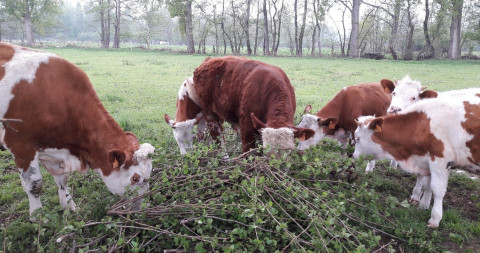 voederbomen voor runderen.jpg