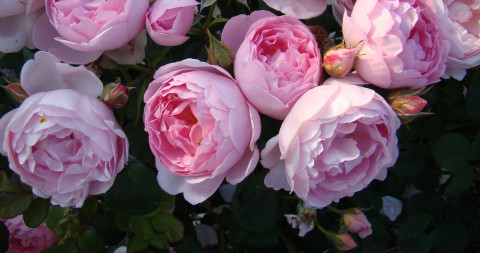 Engelse Roos