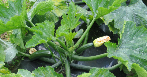 courgette gewas