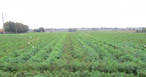 veld wortelen