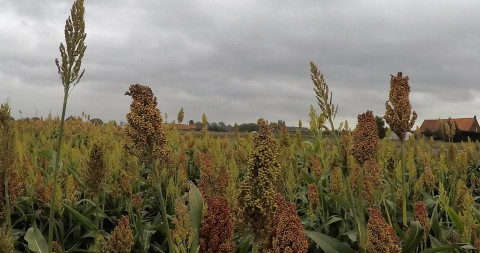 Sorghum bio proefbedrijf