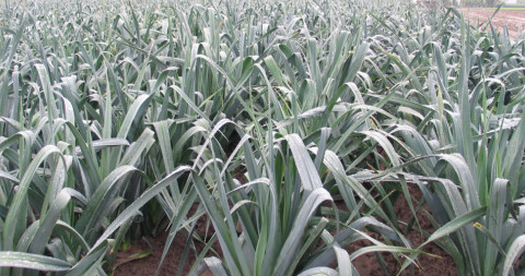 Preiplanten