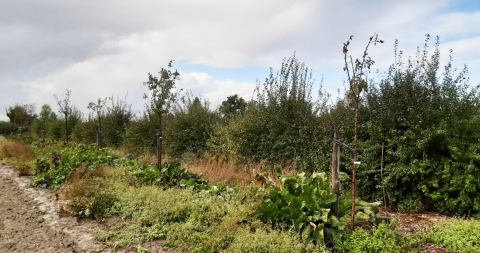 Agroforestry