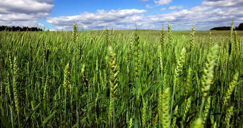 Groene triticale