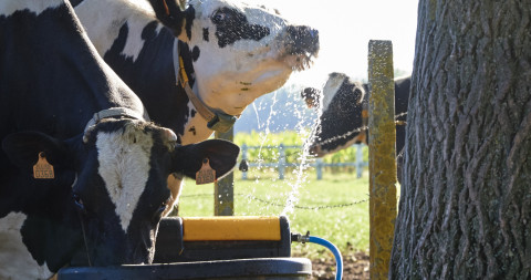 Drinkwater voor koeien