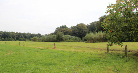 Voederbomen
