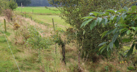 Voederbomen