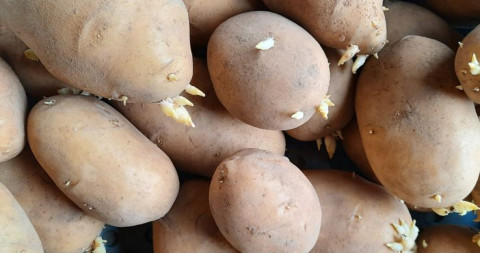 kieming aardappelen