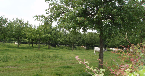 runderen in boomgaard met heg