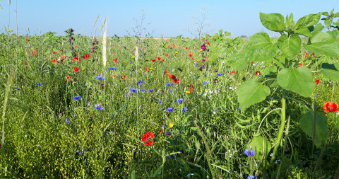 Patrijzenmengsel