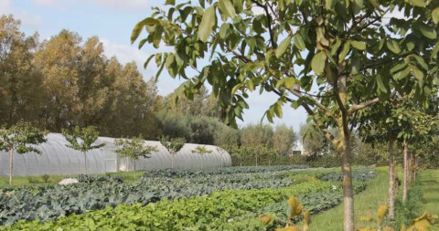 agroforestry en groenten