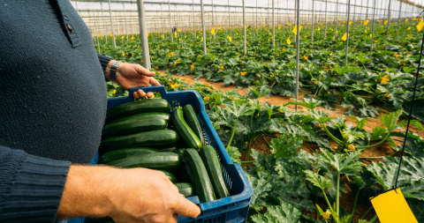 AdobeStock courgetteteler