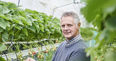 Medewerker in aardbeiteelt