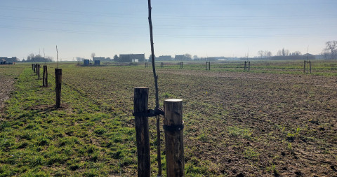Nieuw aangeplante bomen op agroforestryperceel