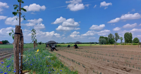 Aanplant van prei op het onderzoeksperceel agroforestry van Inagro