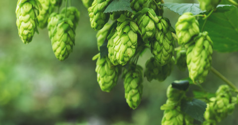 Hop_bel_AdobeStock