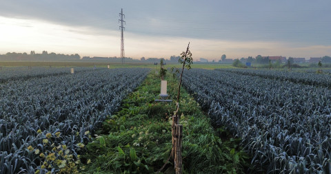Overzichtsbeeld van agroforestryperceel met tussenteelt prei