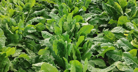 Perceel met witloofplanten