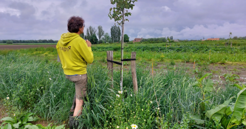 Scoren ontwikkeling notenbomen
