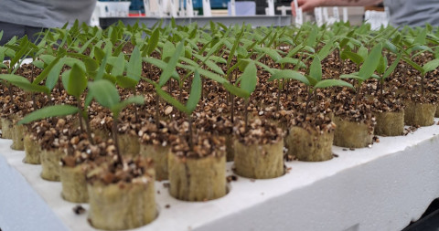 Onderzoek biostimulanten