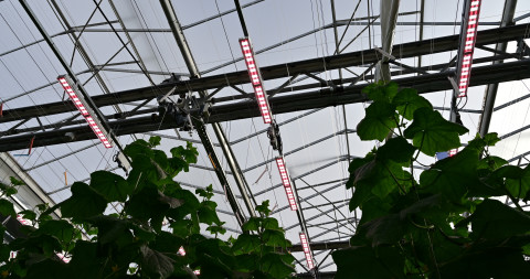 Lamp  Agrotopia