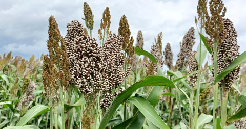 Sorghum2023