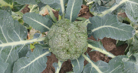 Broccoli scherm in het veld