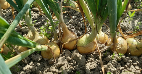 Rassenproef ajuin bio 2023