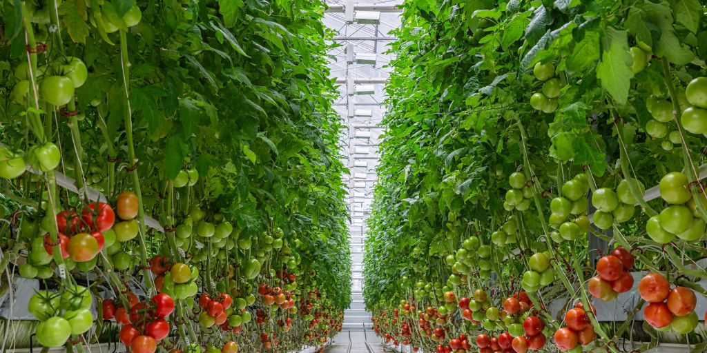 Trossen tomaten in een serre